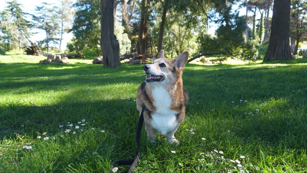Photo of Casablanca, a 14 year old male tricolor Pembroke Welsh Corgi, looking to the side in a green field in Golden Gate Park with dappled sunlight and trees in the background. 