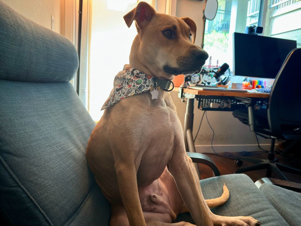 My dog Bobby sitting in a chair with his floppy ears up, wearing a bandana covered with studio ghibli.