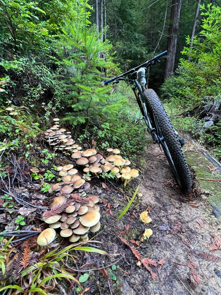 Clusters of mushrooms and a bike