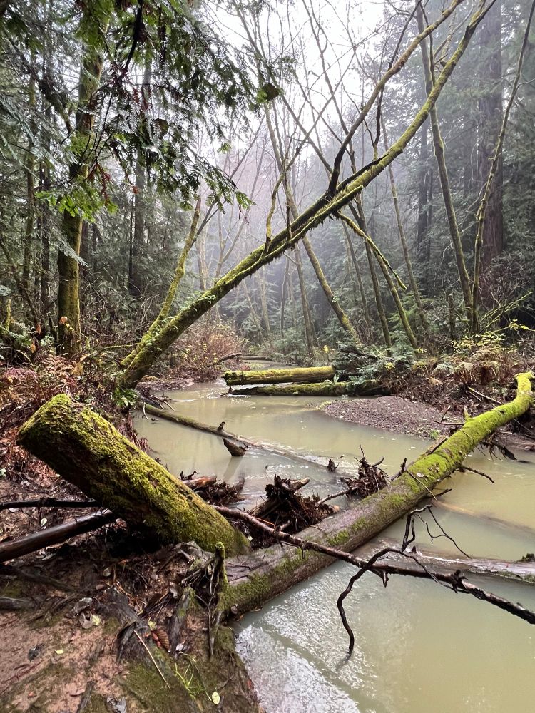 A creek with trees fallen across it.