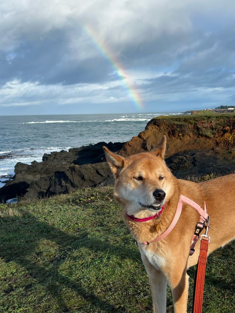 Smiling dog and rainbow 🌈 