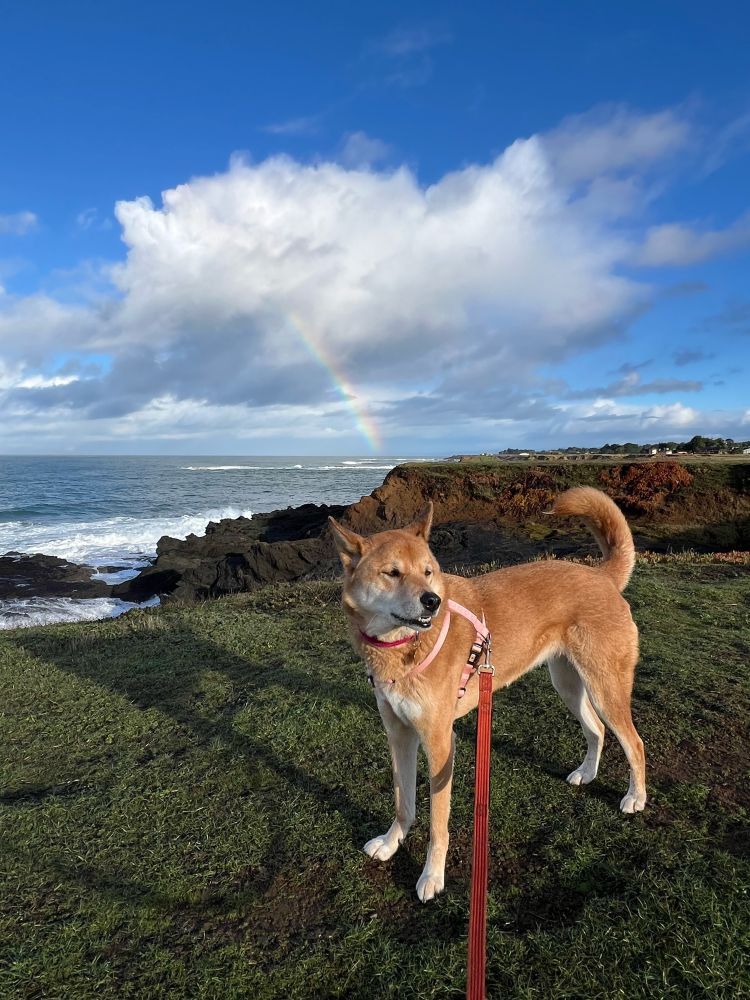 Smiling dog and rainbow 🌈 