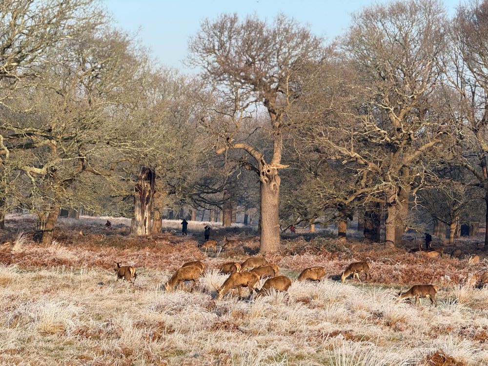 A herd of deer, their coats light brown and yellow in the winter sun. In the foreground is long grass that is mostly light yellow in colour. Behind the deer are some trees. There are a few people among the trees, perhaps taking photographs of the deer.