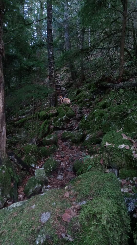 Moss covered rock makes up an inclined section of trail in dark evergreen woods, where my dog Sisko stands scouting ahead