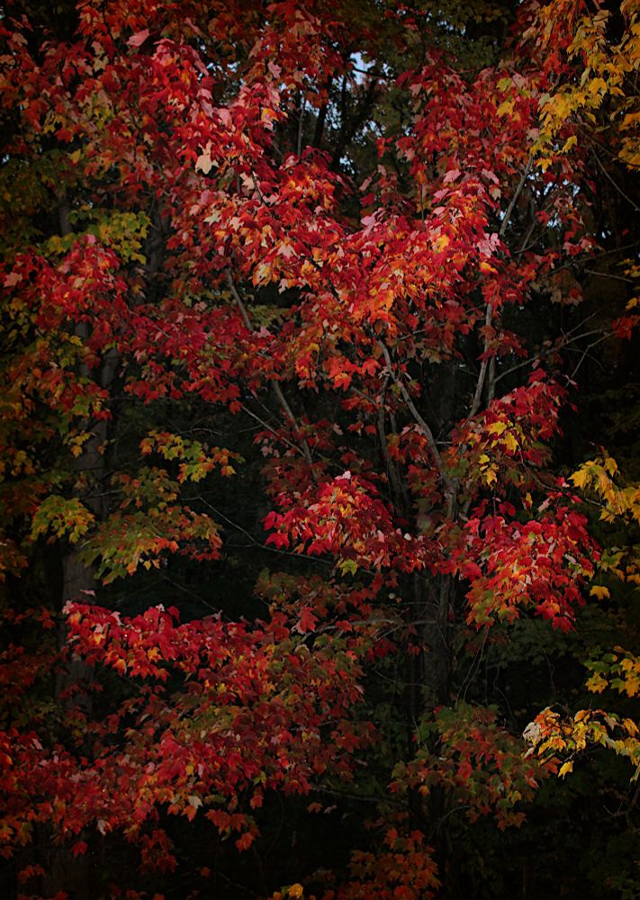 A maple tree in the forest is a vivid red color due to the arrival of autumn. The surrounding trees, barely seen on the edges of the photograph, are also turning from green to yellows and reds. Leaves of various hues fill the entire photograph.
