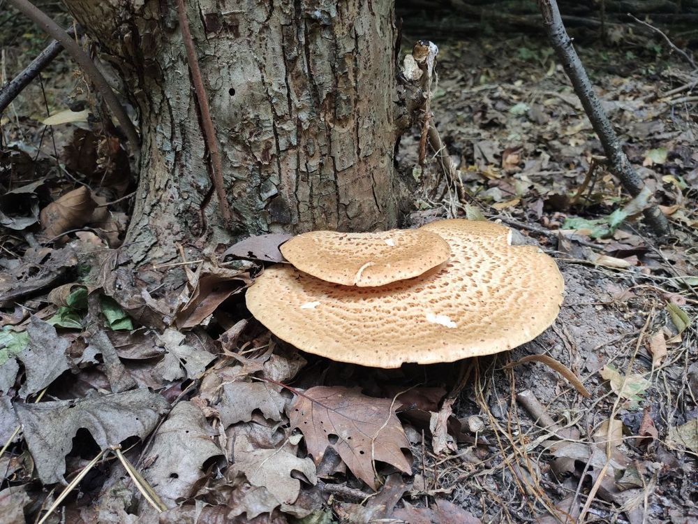 A brown shelf fungus at the base of a tree.