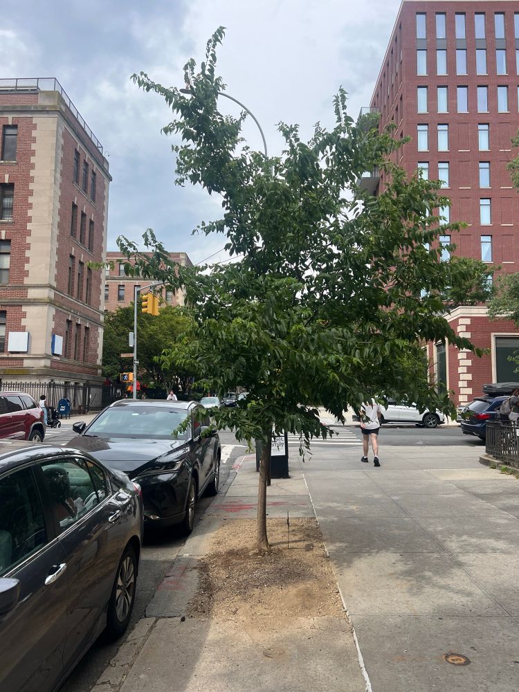 A street tree about 15 feet tall on a Brooklyn sidewalk.