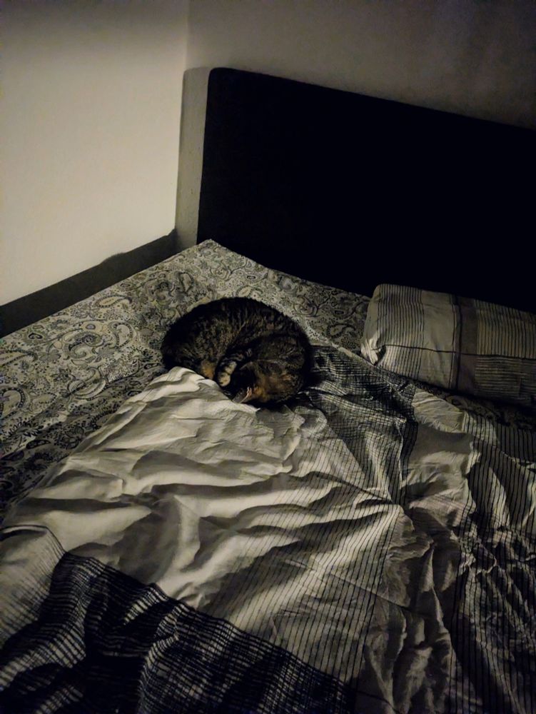 Katze liegt zusammengerollt auf einer Bettdecke. Die Katze ist grau schwarz getigert. Die Bettwäsche ist weiß schwarz gemustert. 