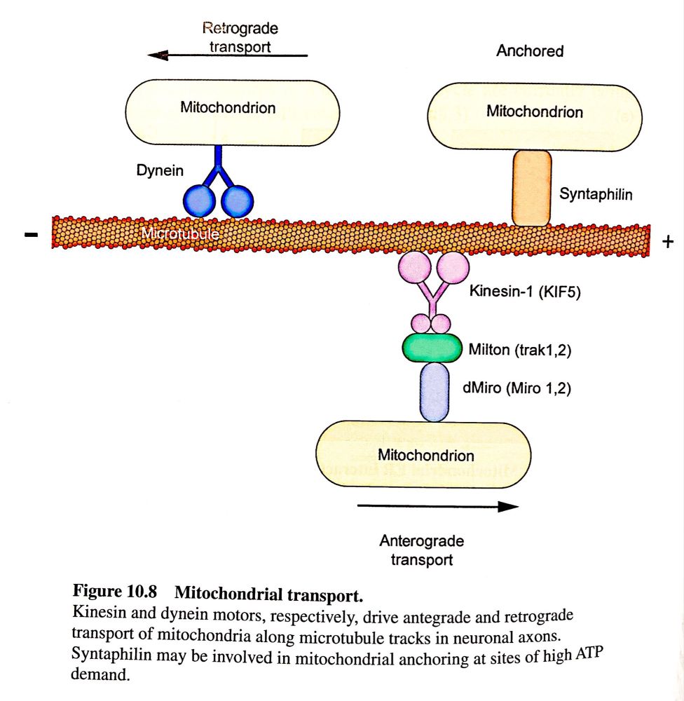 Image of a figure from a Bioenergetics textbook showing how mitochondria move in cells.