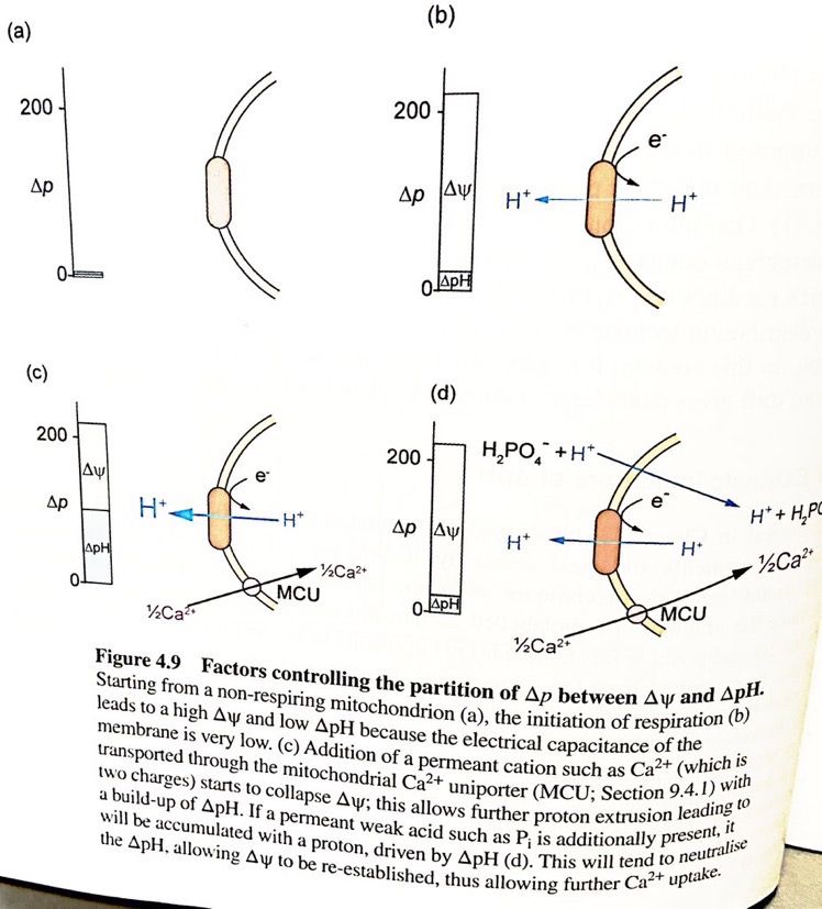 Photo of a textbook figure showing electrochemical gradient composition in bioenergetic membranes.