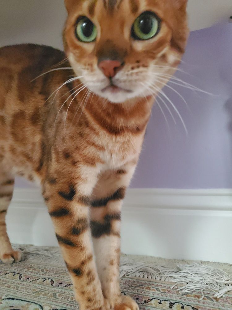 A wide-eyed Bengal cat.