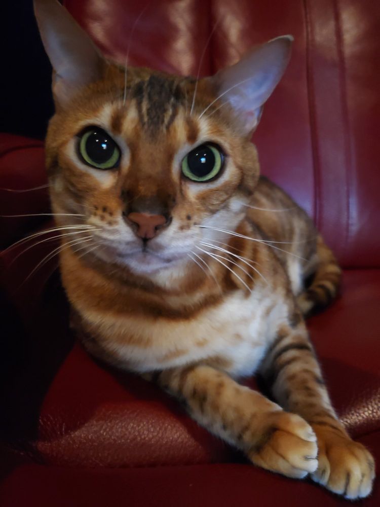 A wide-eyed Bengal cat relaxing on a chair.