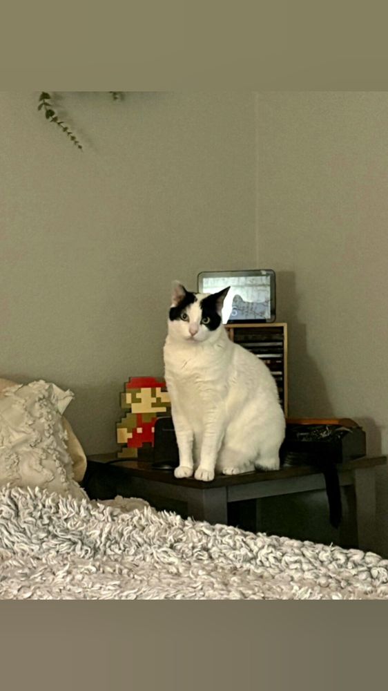 A white cat with black patches adorning his face and ears sits on a wooden night stand. His green eyes gaze forward. 
To his side, a pixelated Mario figure stands while a soft, frilly bedspread drapes below. A small shelf with a tablet and CDs sits behind him, and a plant hangs above, casting a shadow. 