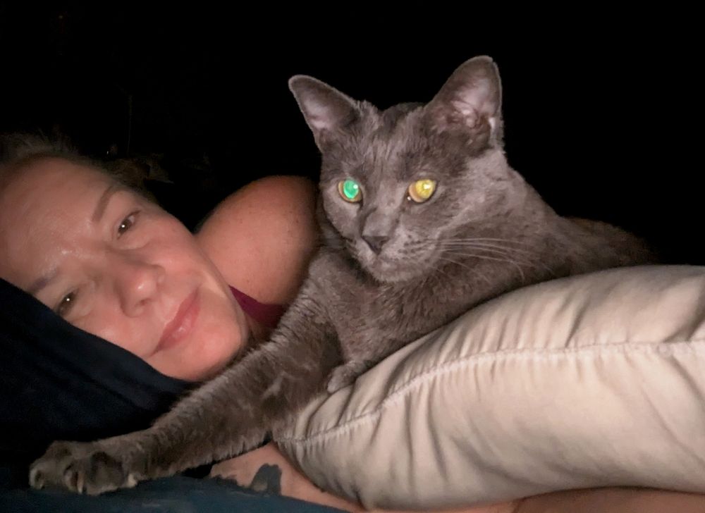A gray cat perched on top of a white pillow and The flash is created two different colored eyes. One a vibrant teal the other incandescent gold. She has one paw stretched out behind her, a relaxed human with her head resting on a pillow.