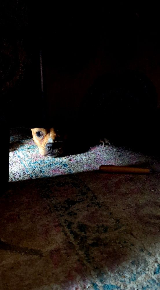 A small brown dog peeks from under a chair. His face is highlighted by the sun to his left on his chin rests on a beautiful patterned carpet that is colored in shades of turquoise pink and cream. The shadow of the chair is in the foreground