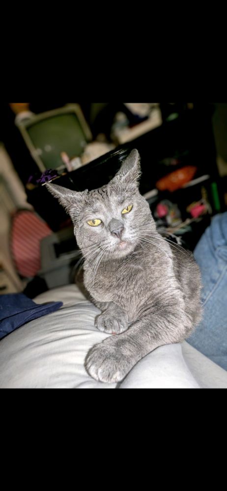 A luxurious gray cat sits Atop a white pillow as if it were a throne. Her eyes are radiant nearly incandescent gold. One paw is placed dainty in front of the other. The background is blurred.
