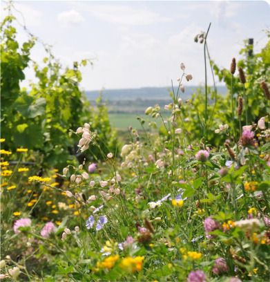 Inter-row vegetation established by sowing of a regional seed mixture in eastern Germany containing 38 wild plant species in the 3rd year of development.