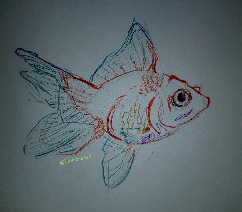 pen drawing of a goldfish facing to the right of the viewer at a side angle. Their body is drawn in orange while the fins are in a turquoise blue with purple highlights. A brown pen is used for the eyes. The artists tag "@hibiroseart" is towards the bottom tail fin.