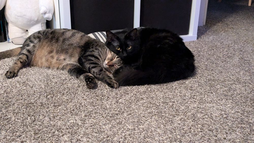 A tabby cat and black cat cuddling, with the black cat laying his head on top of the tabby's. 