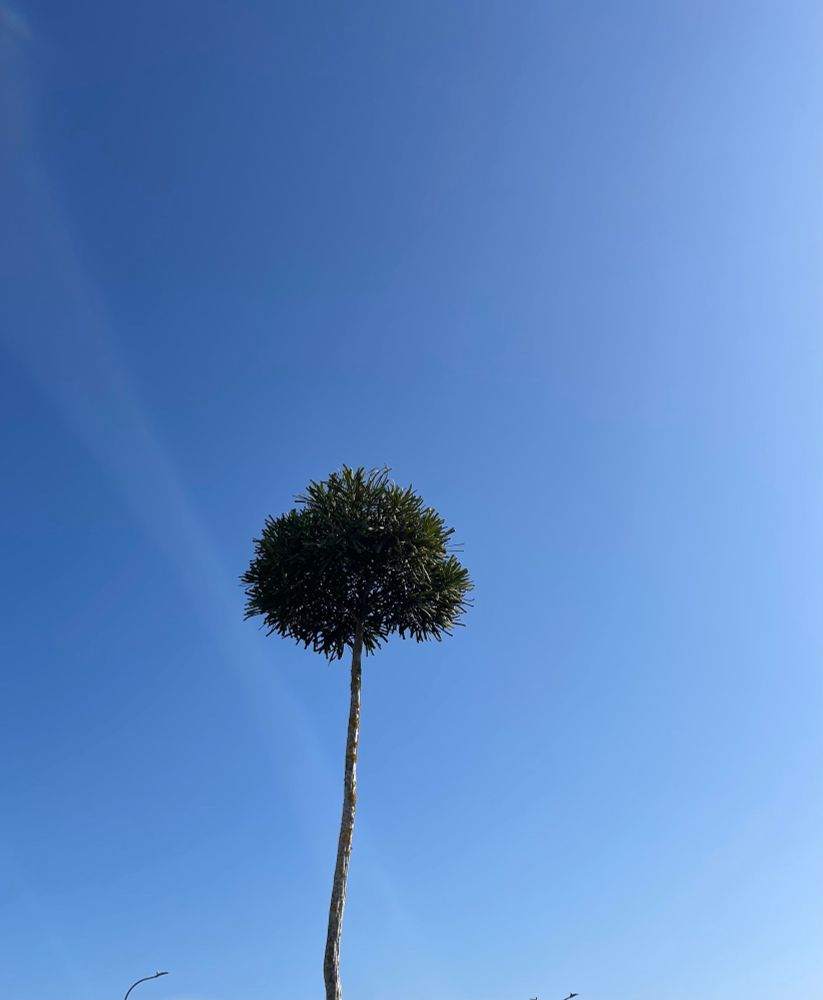 Clear blue sky with a native tree in Auckland New Zealand