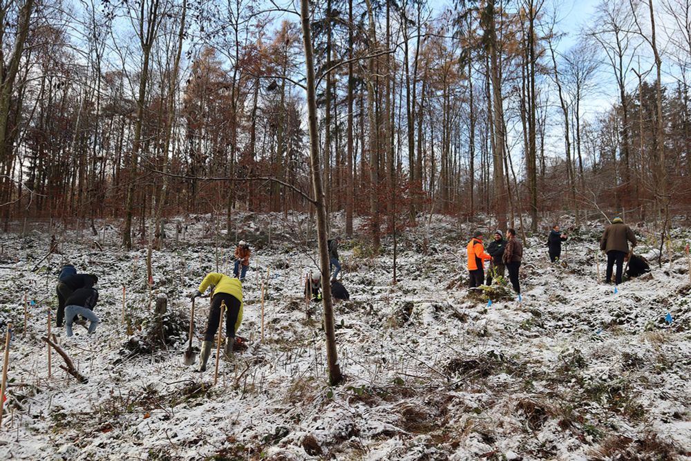 Freiwillige pflanzen Bäume