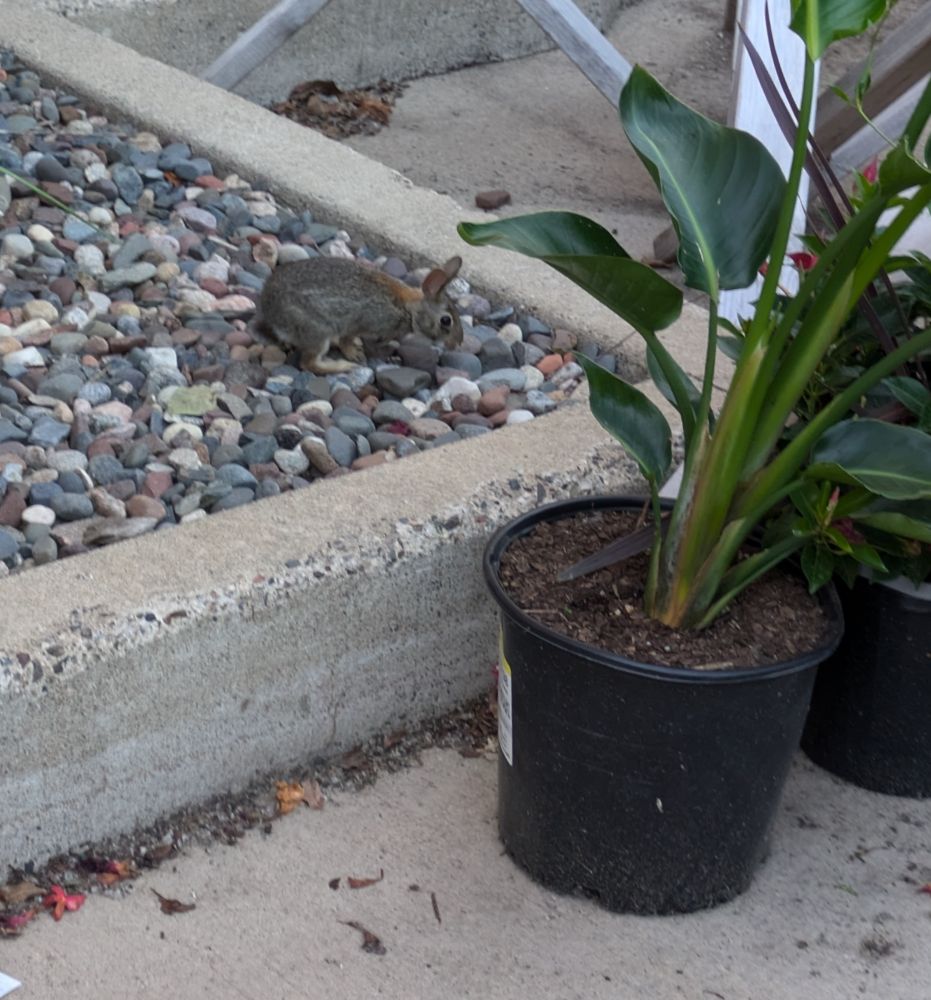 A young rabbit in some rocks by some potted plants at a garden center