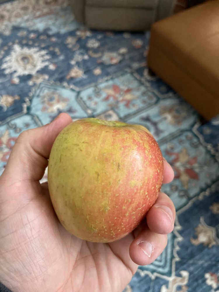 Yellow and red Ludacrisp apple