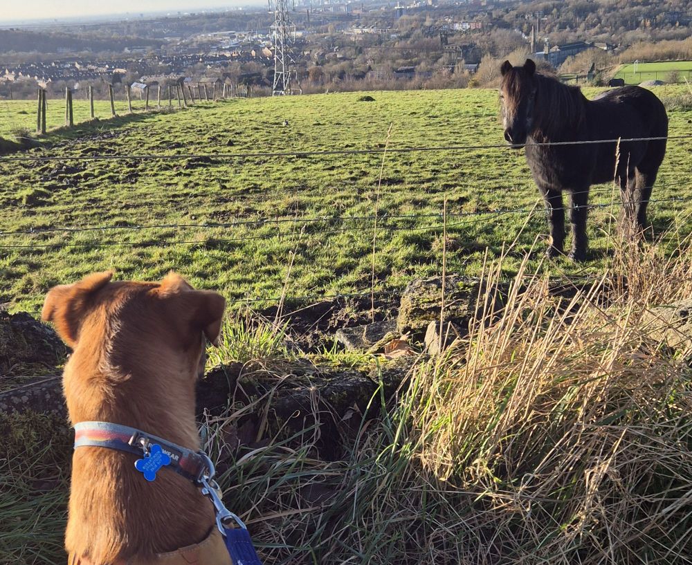 Modi (my dog) stares at a black horse in a field. The horse stares back