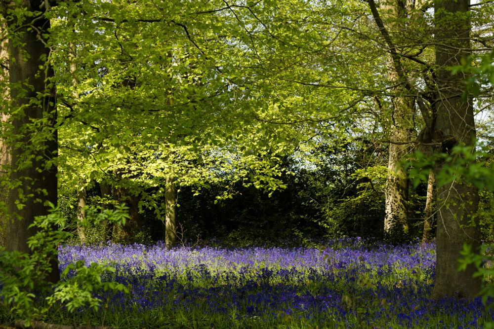 The glorious bluebell woods at Nuffield Place. Credit: Tom Weller.
