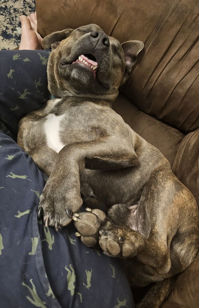 Canyon, a blue and tan brindle American staffy, sleeps on his back. His feet are propped on his owner's hip, his head is cocked to one side, and his lower teeth and tongue are showing. 