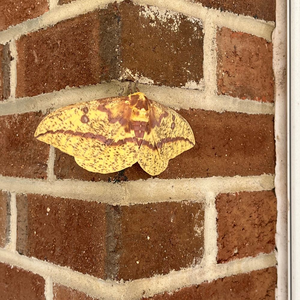 Large yellow and brown moth covering an entire brick 