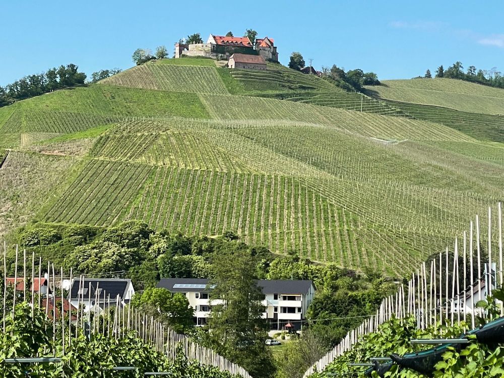 Weinberge mit Burg Staufenberg