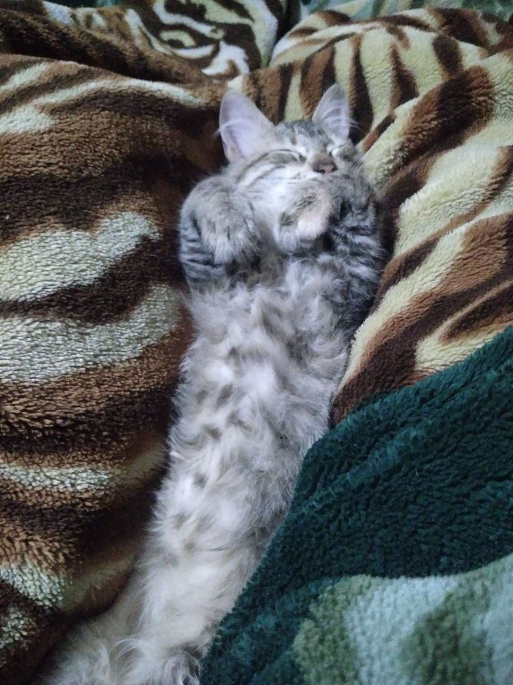 A cat seven months old sleeping on a bed
