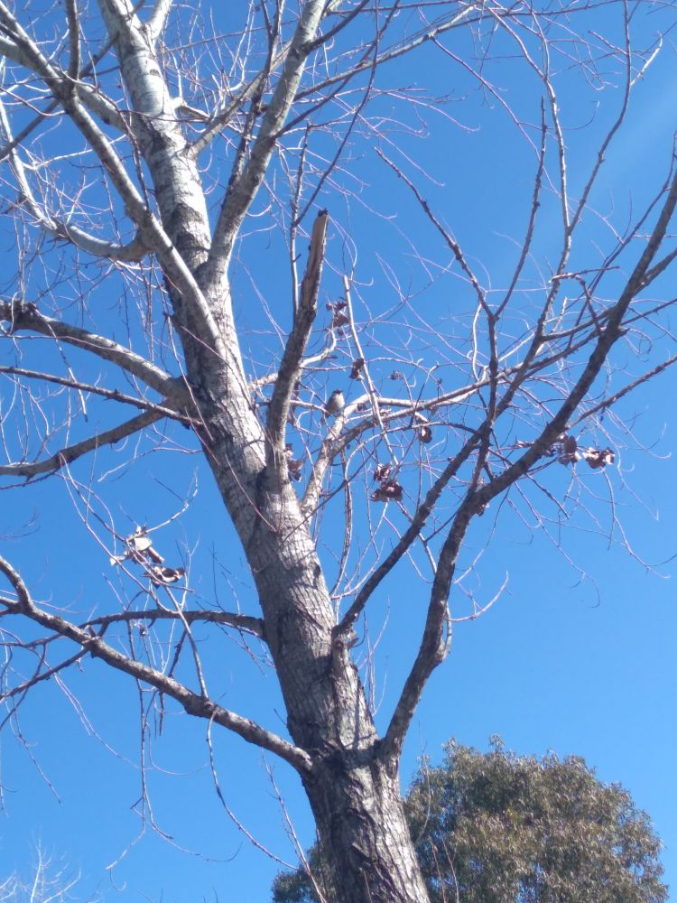 A blue sky, with a tree with a few leaves and a bird sitting on its branches