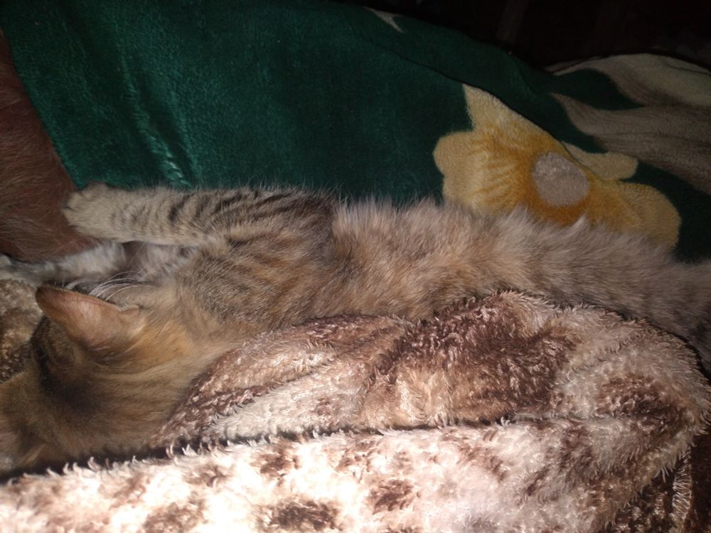 A kitten is sleeping  soundly on a bed