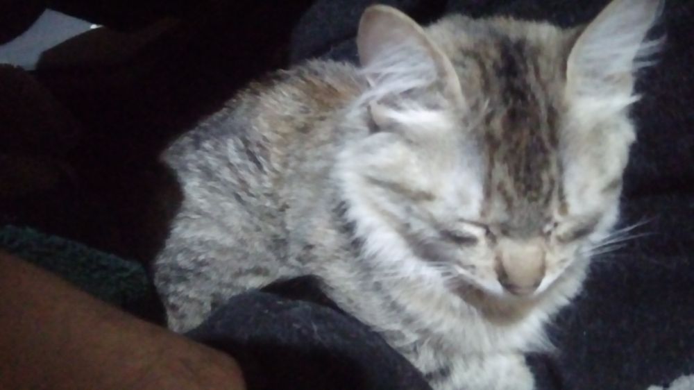 Same kitten is sleeping on his human's belly