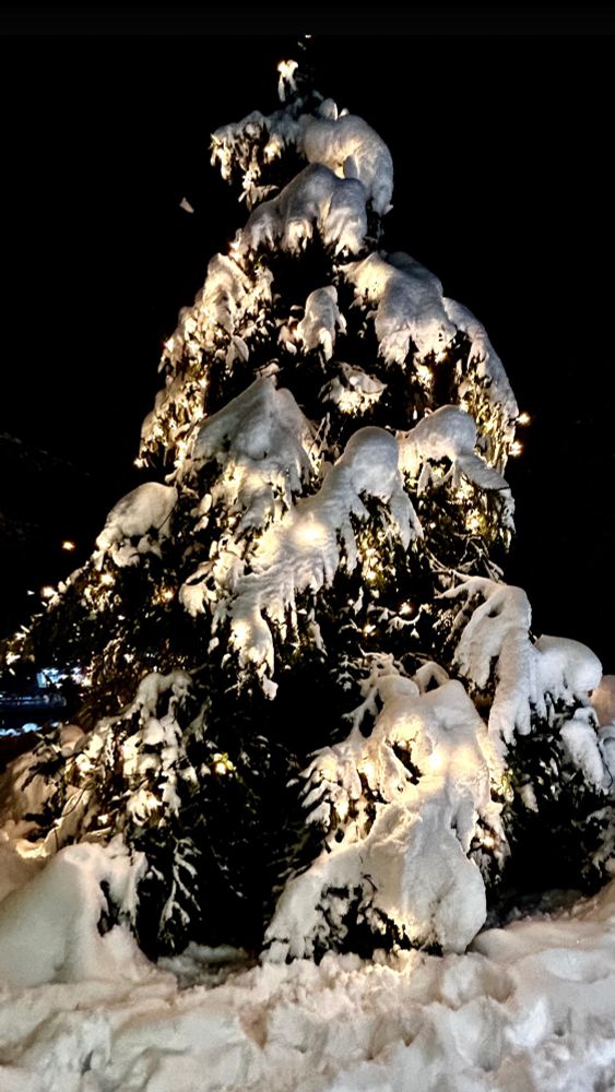 Verschneiter Weihnachtsbaum in München