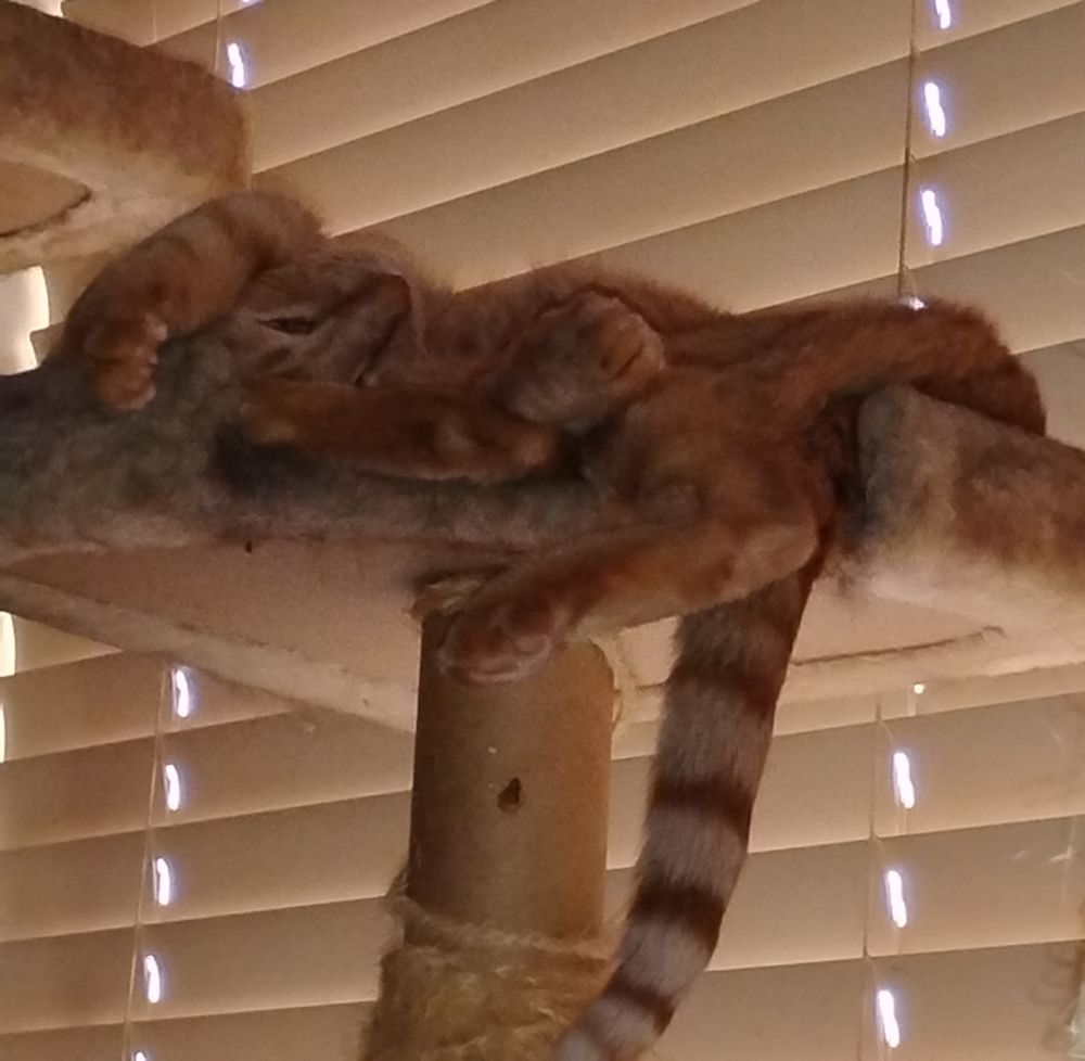 Orange cat sleeping upside down on cat tower.