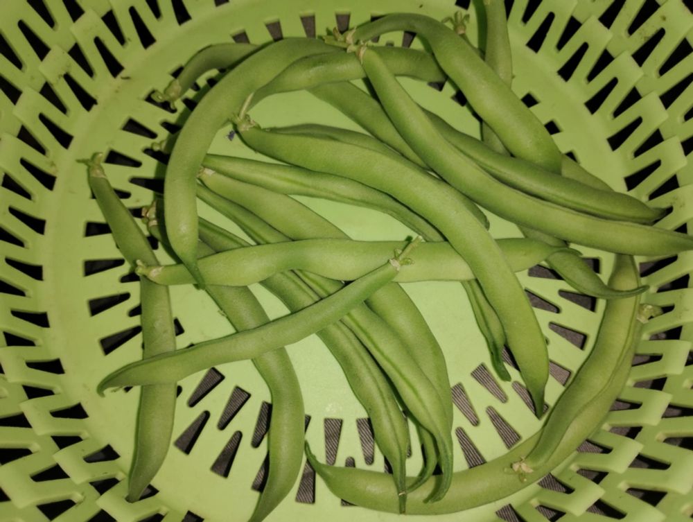 Fresh green beans in bowl.