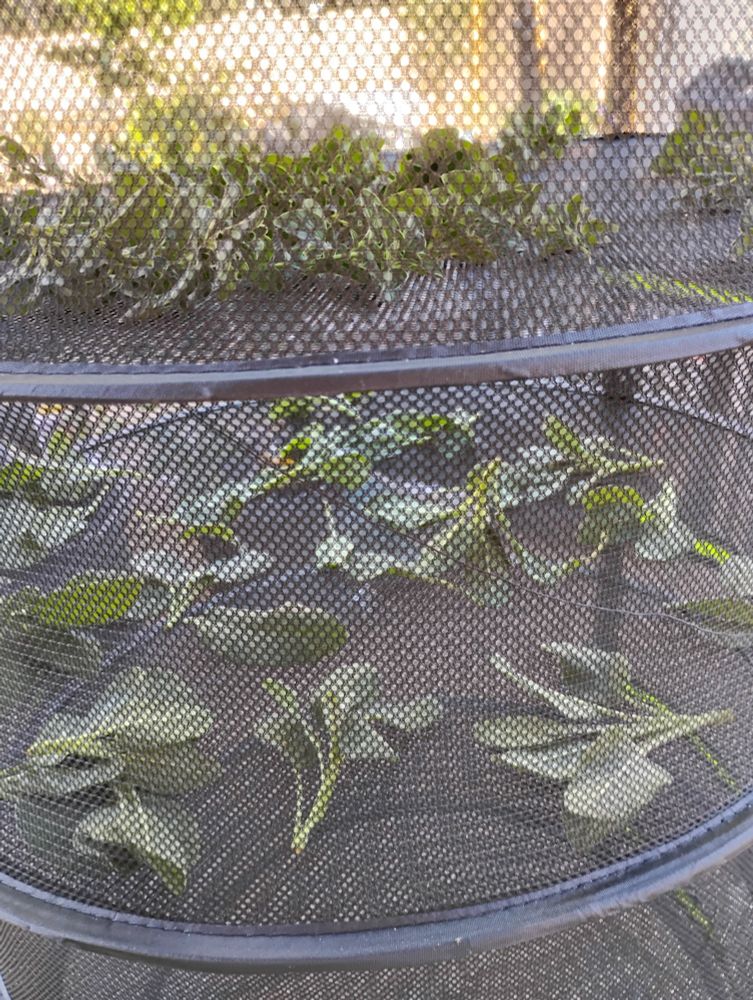 Oregano and sage in a hanging drying basket.
