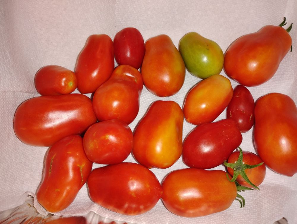Tray of roma tomatoes 