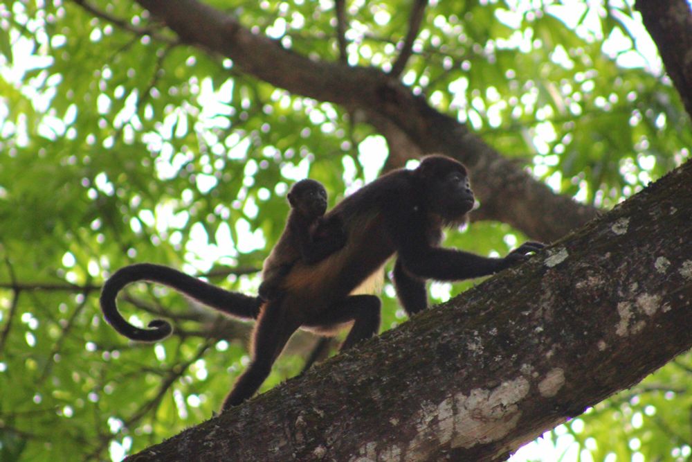 A howler monkey with a baby on her back climbing through the trees 