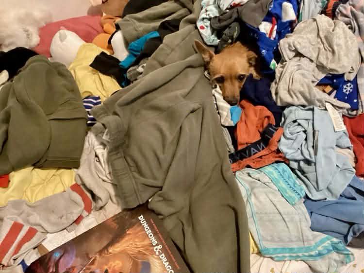 A jumbled pile of clothes belonging to a 10-year-old kid, wuth a suer sneaky doggy sticking their head out of the middle of them. 