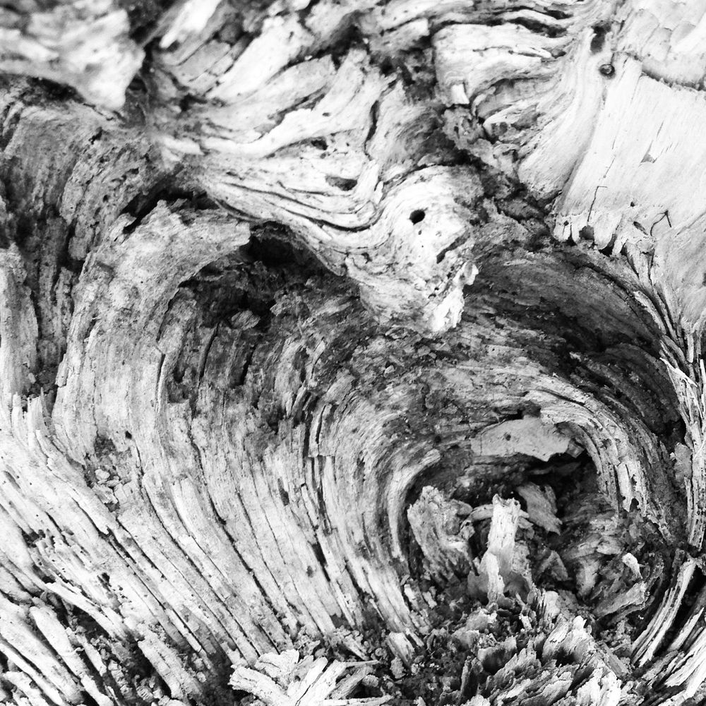 Close up of what looks like driftwood. It kind of spirals into a vanishing point