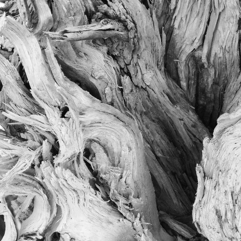 another closeup of driftwood