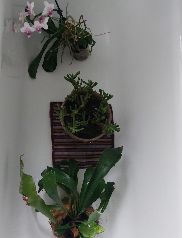 Eine Orchidee, ein Hirschhornfarn und eine Sukkulente stehen frisch geduscht in einer Badewanne