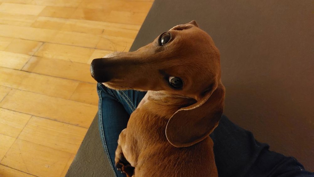 Ein Dackel sitzt auf einem gebeugten Knie und guckt eindringlich in Ruchtung Kameralinse und Gesicht. 