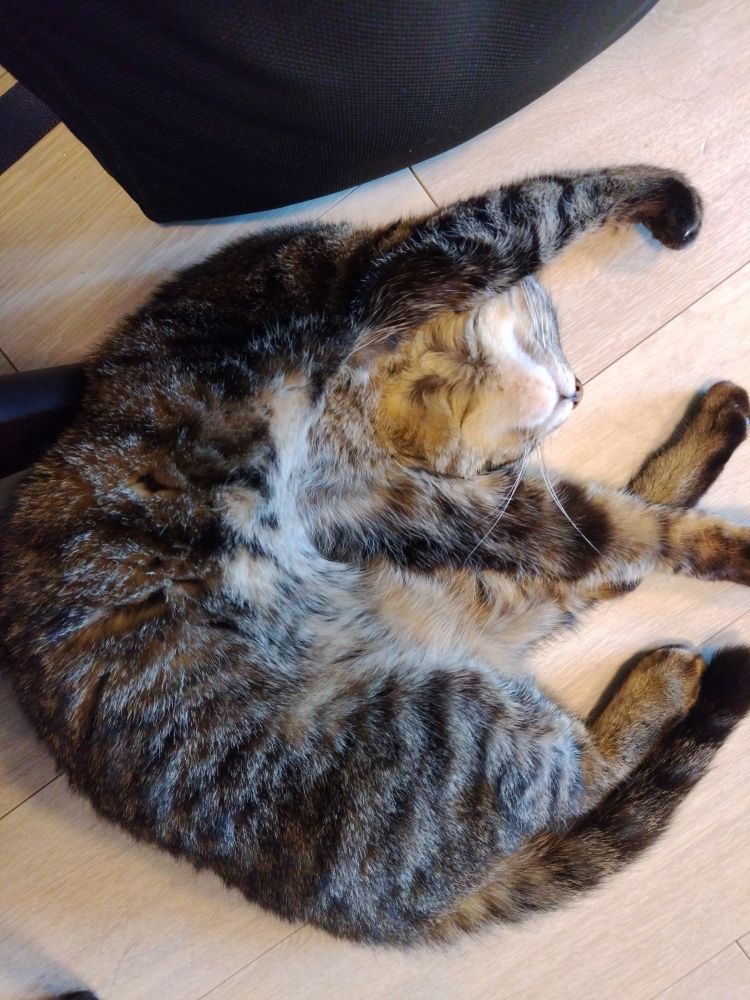 床で大の字ならぬCの字ですやすや眠る猫