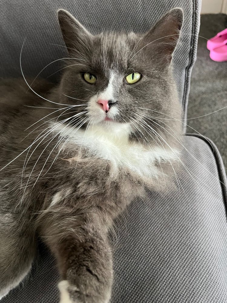 Grey and white cat on a grey sofa