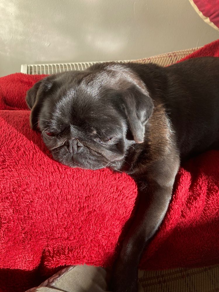 Black pug on a red blanket 